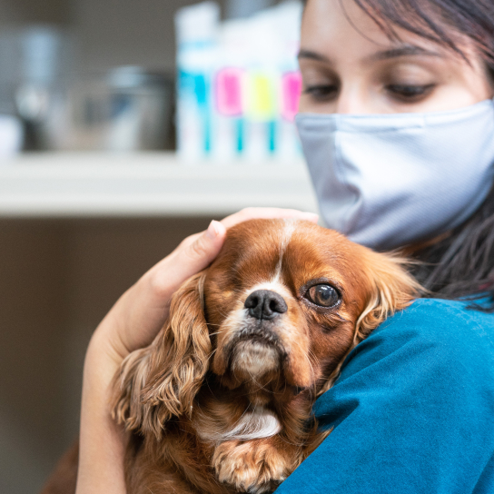 Allergy, Skin and Ear Clinic for Pets