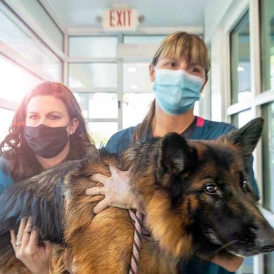 Canyon Creek Pet Hospital